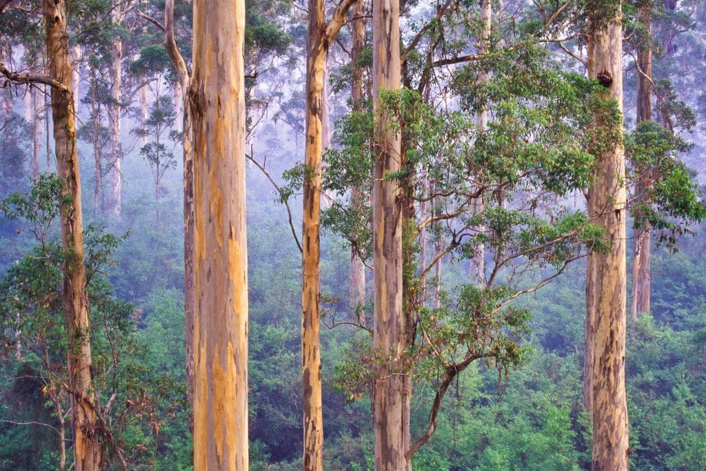 Photo of trees in the forrest