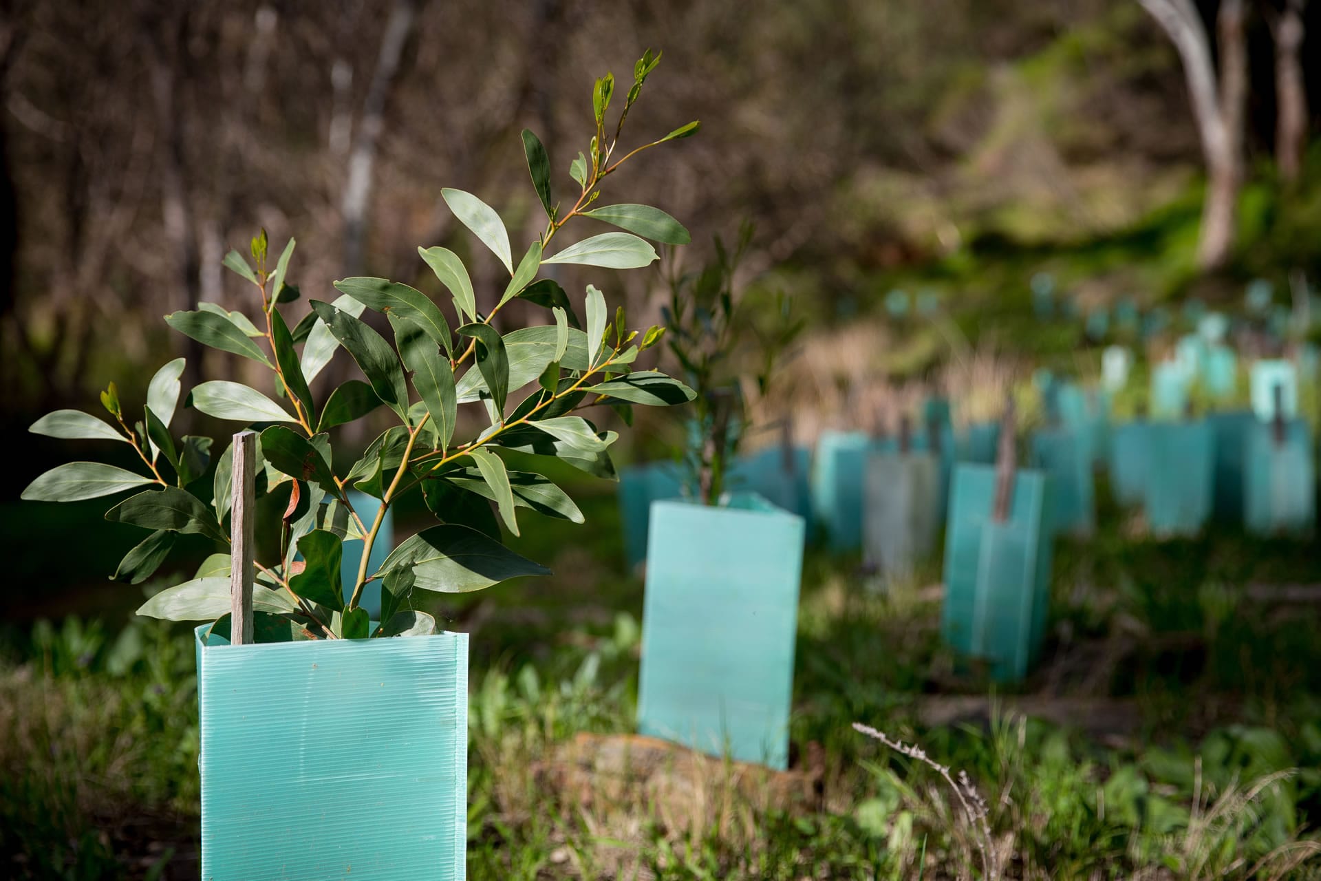 Tree seedlings in planting guards