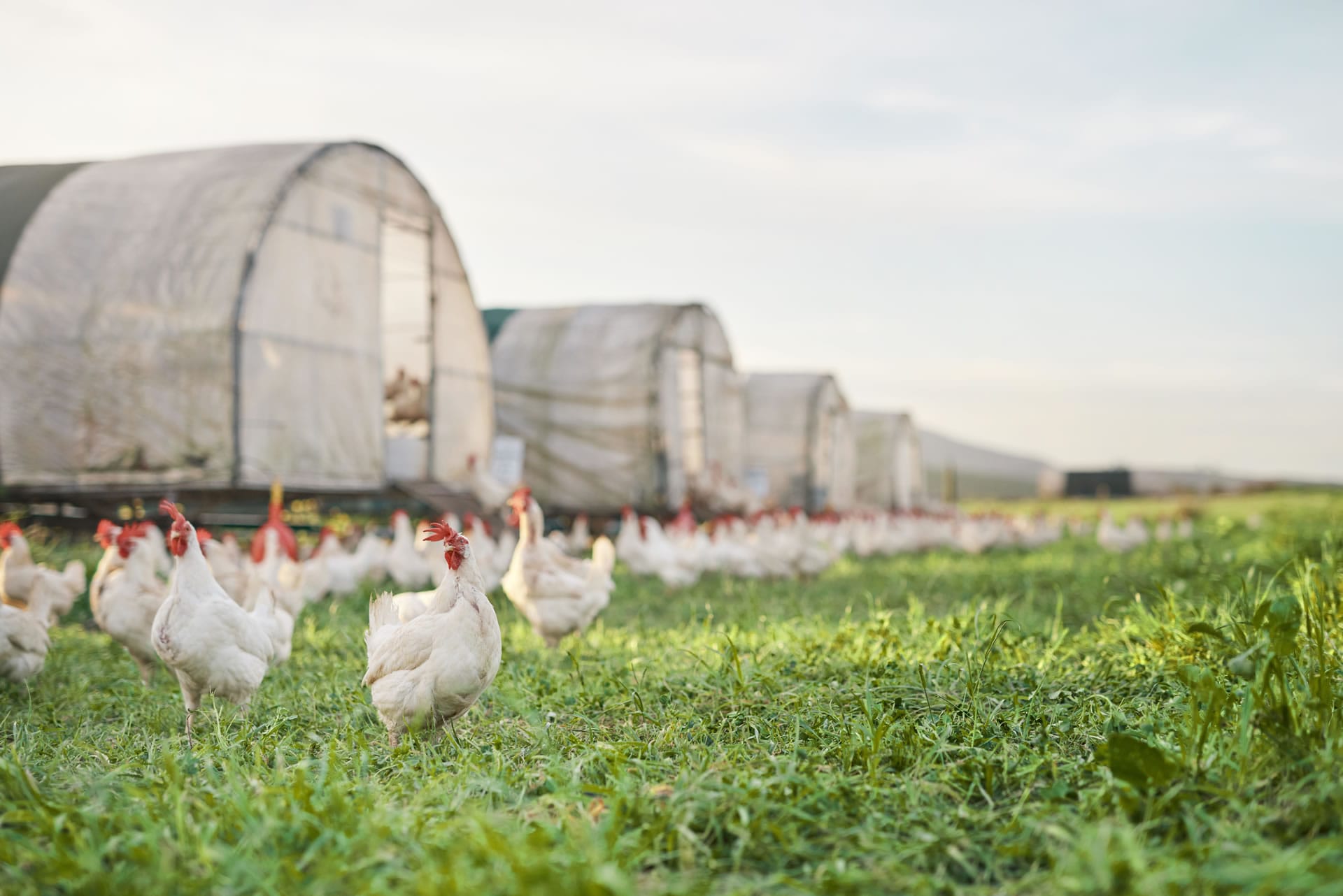 Free range chickens and sheds