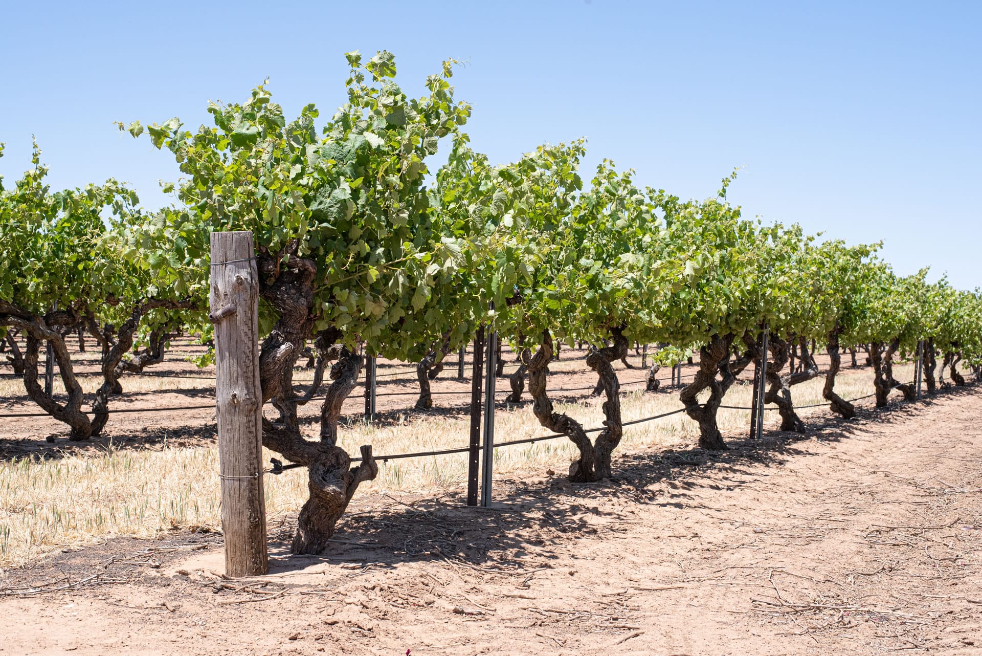 Old grapevines in vineyard