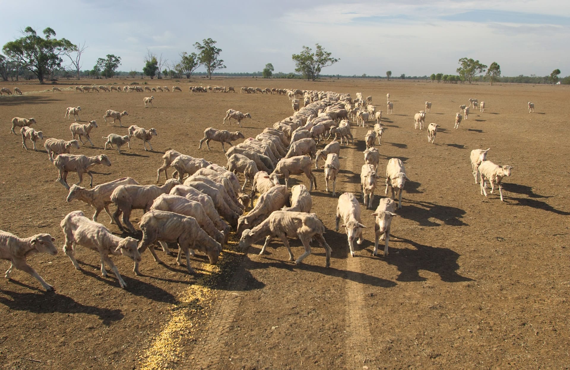 Sheep flock on dusty ground