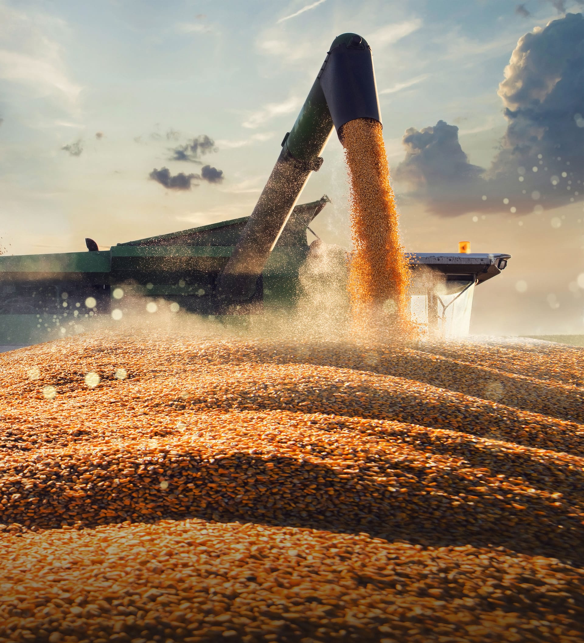 Grain pouring from harvester