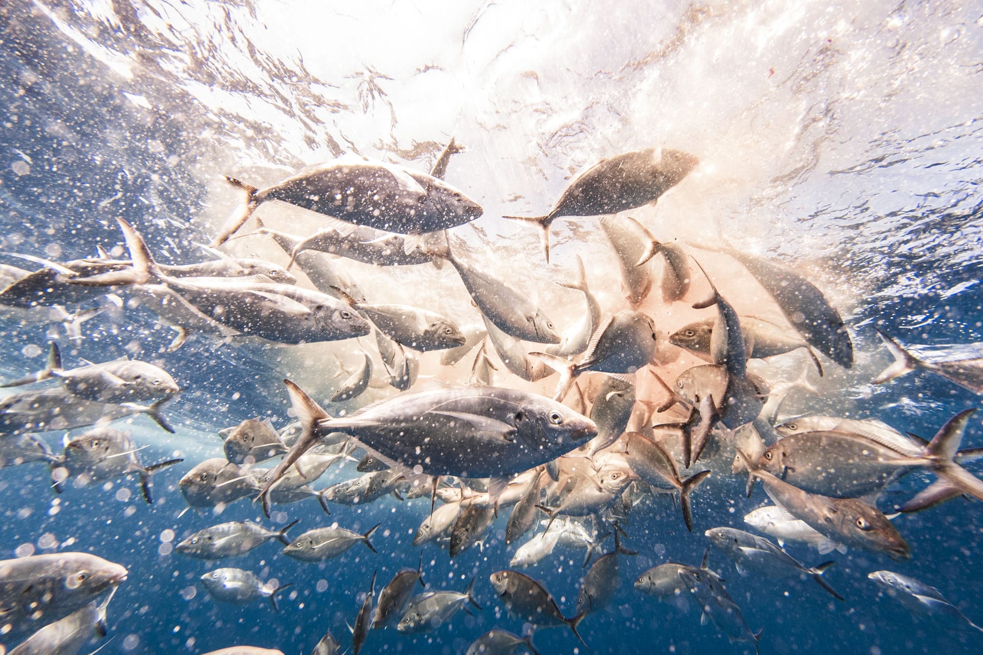School of fish underwater