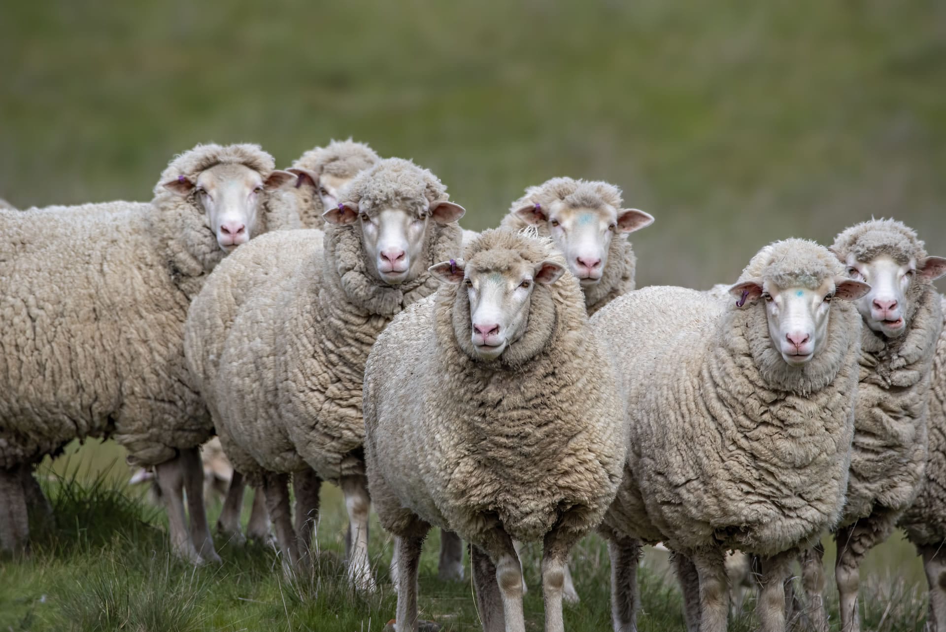 Merino sheep close up