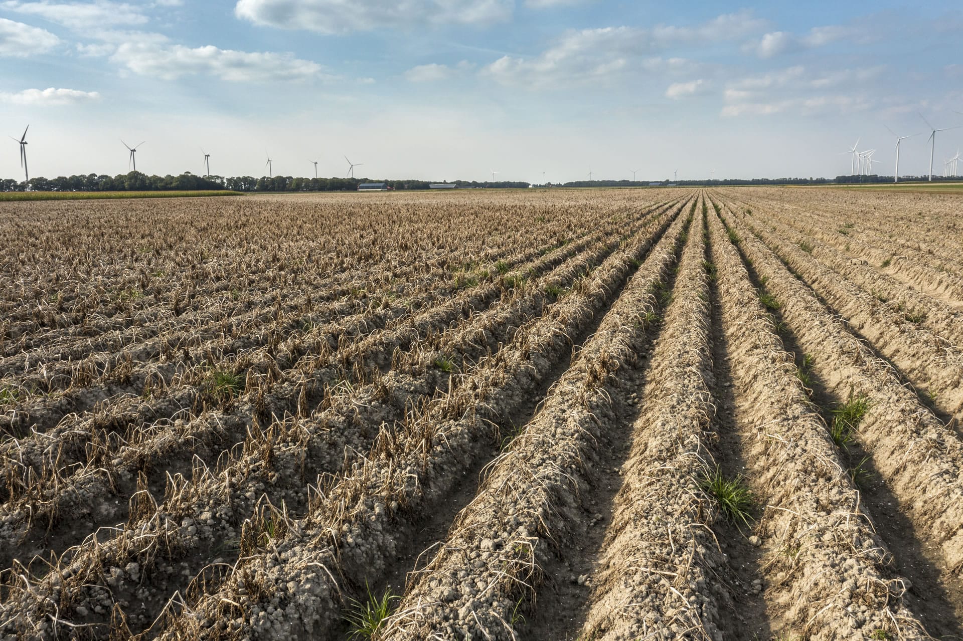 Ploughed field rows