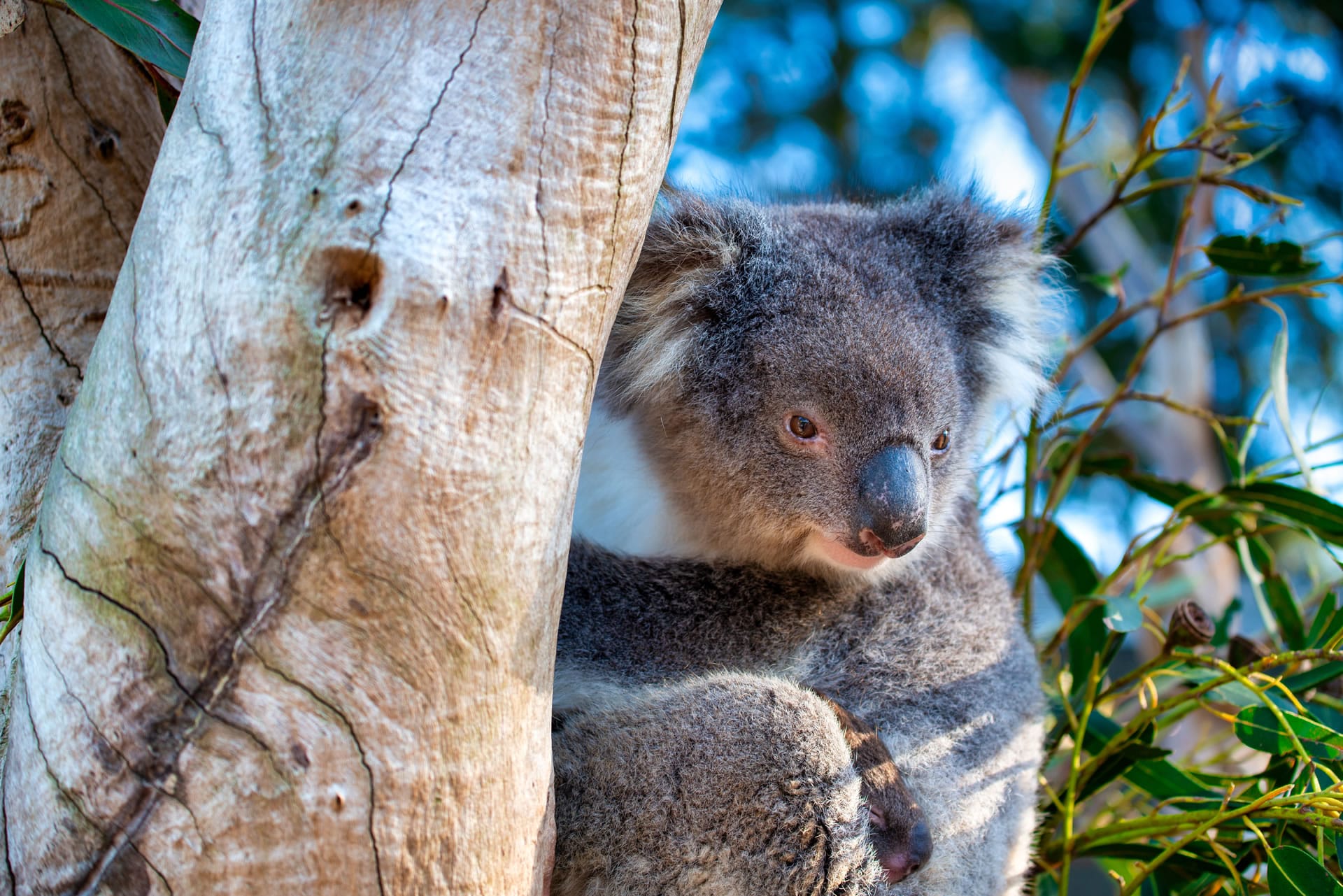 Koala in tree close up