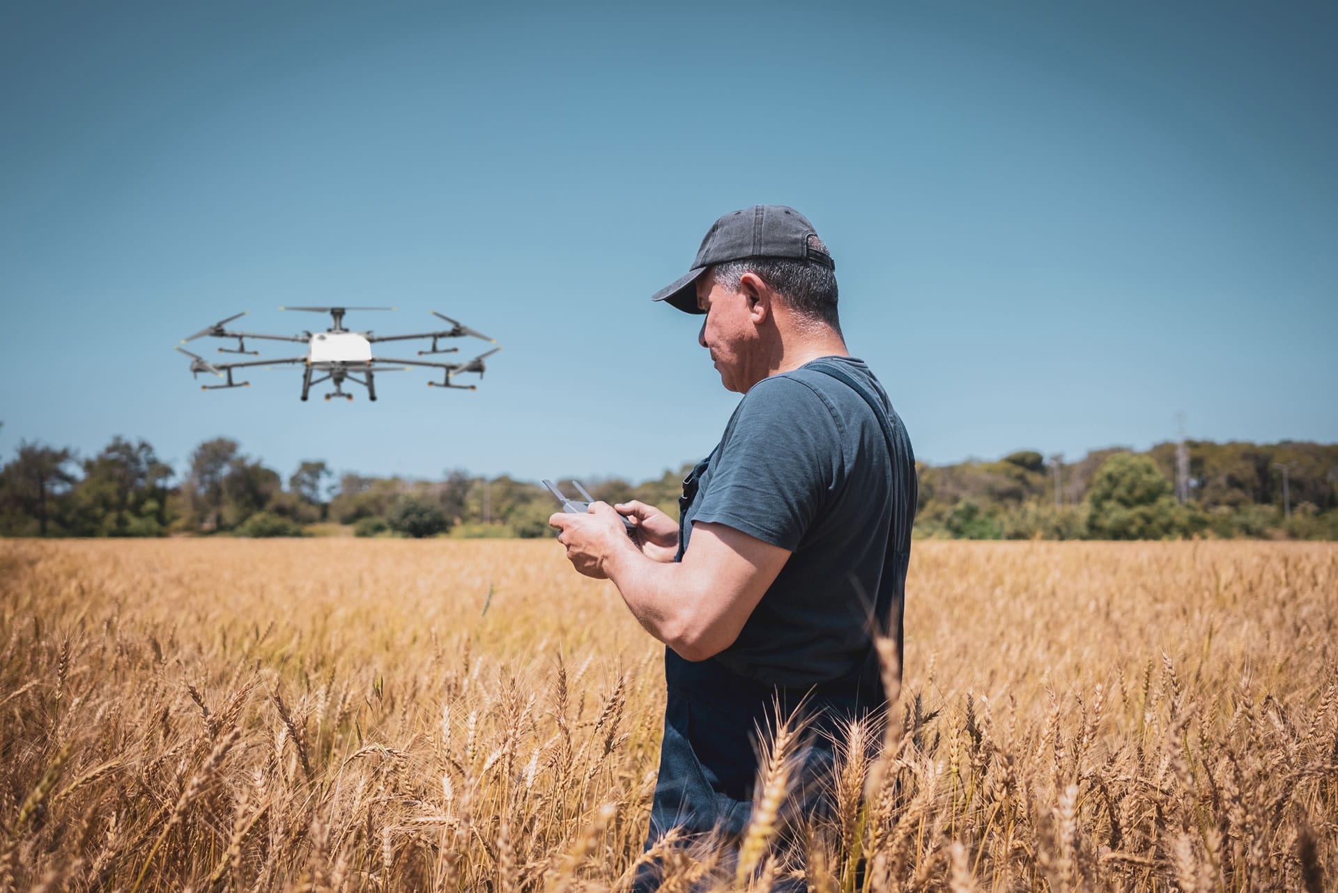 Farmer flying drone over wheat