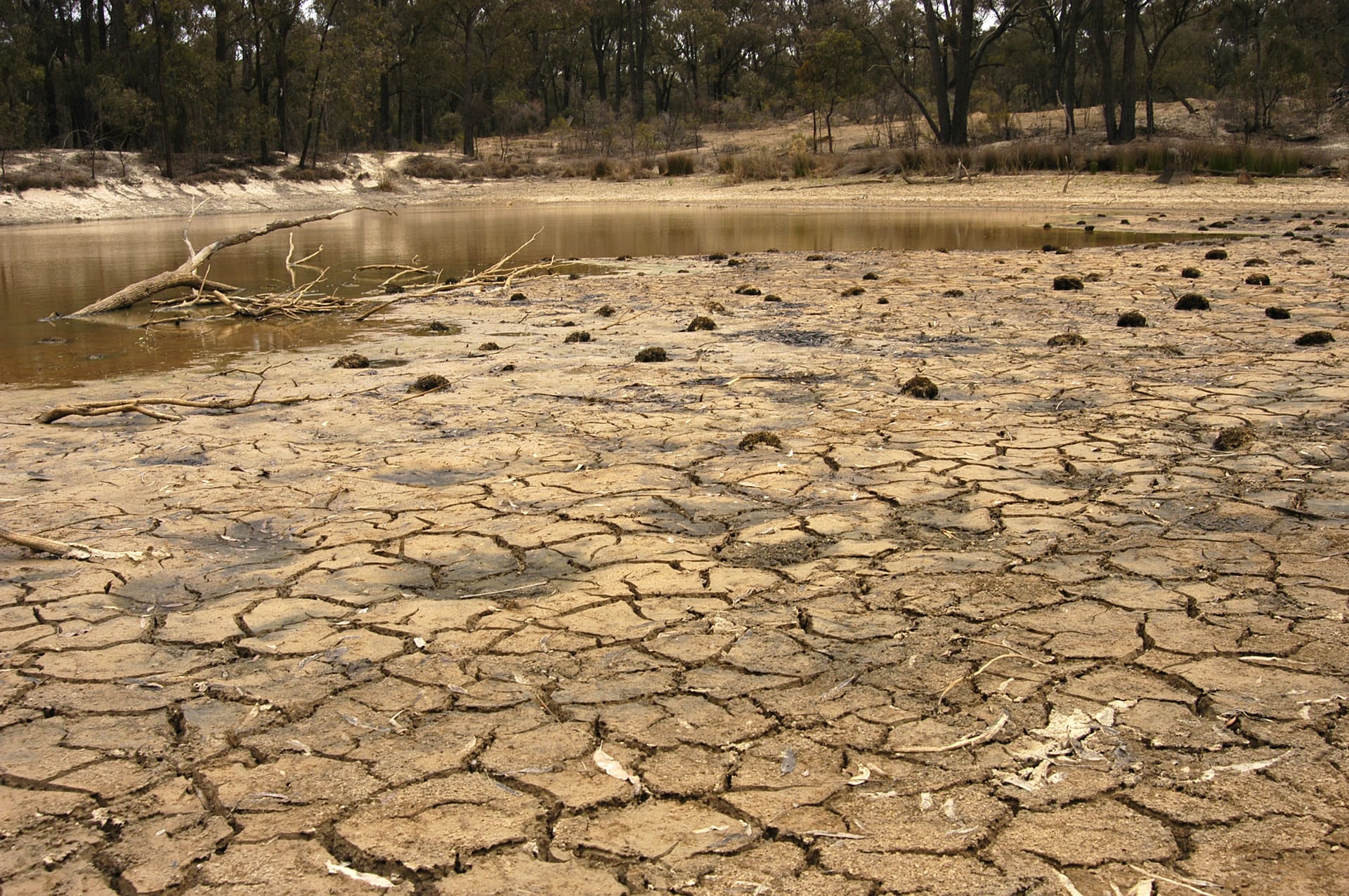 Cracked dry earth