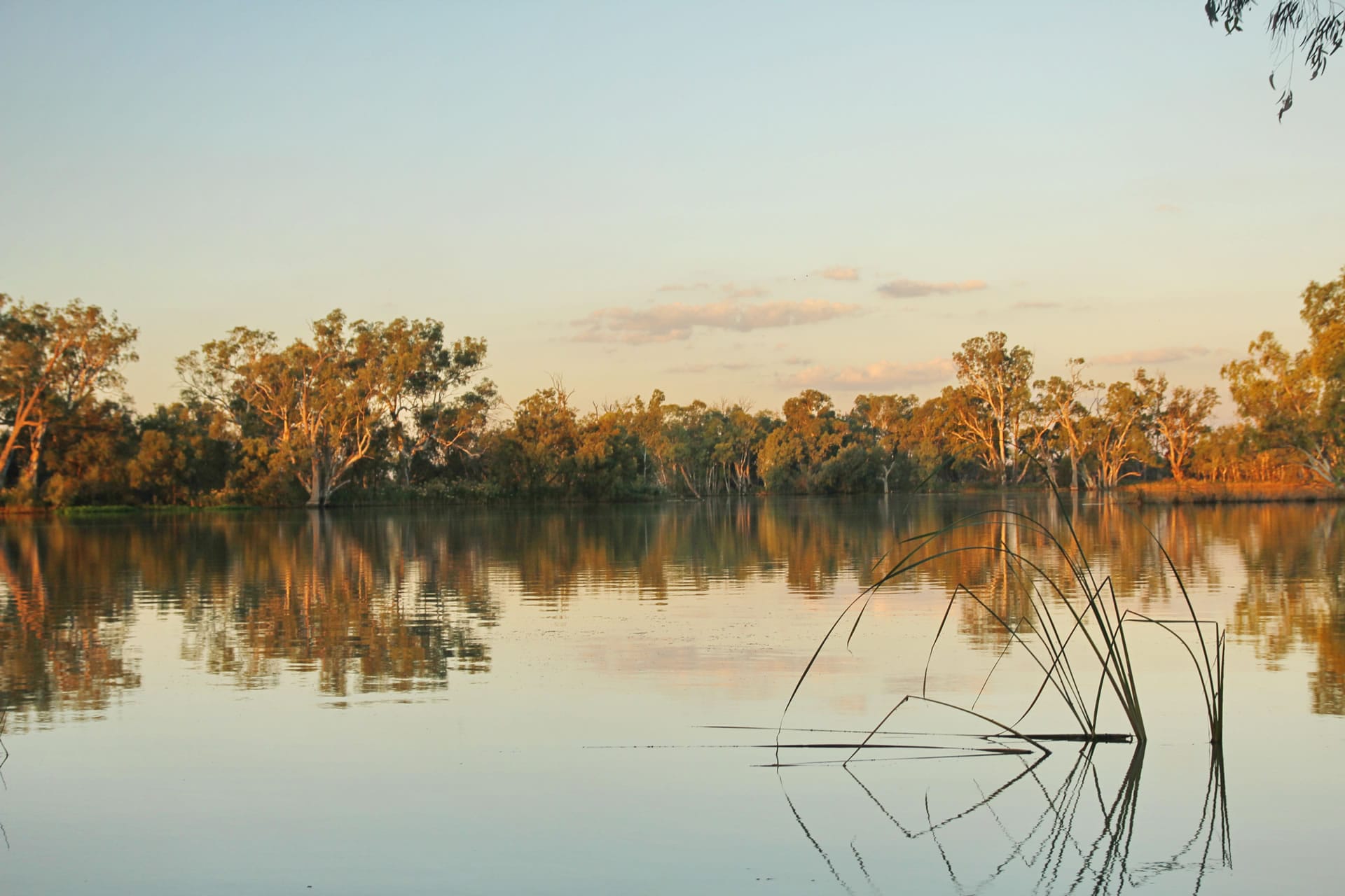 River at sunset with gum trees