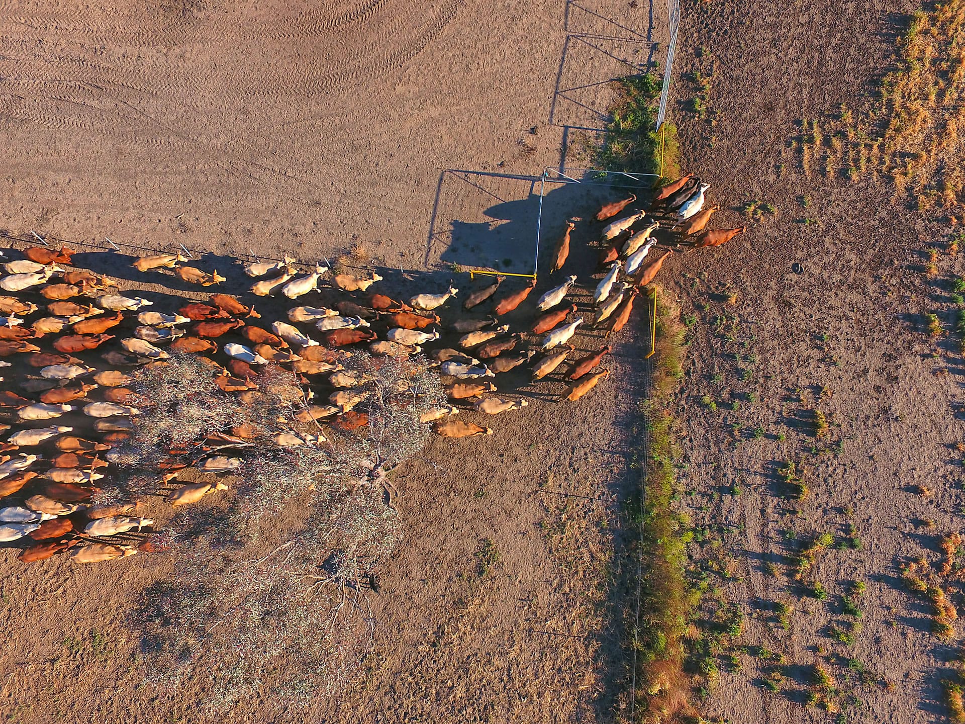 Cattle mustering from above in dry land